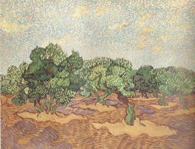 Vincent Van Gogh Olive Grove:Pale Blue Sky (nn04) oil painting picture